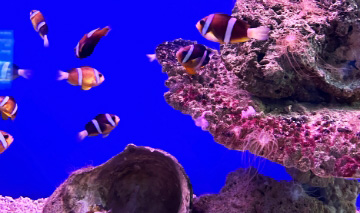 ニャチャン海洋研究所