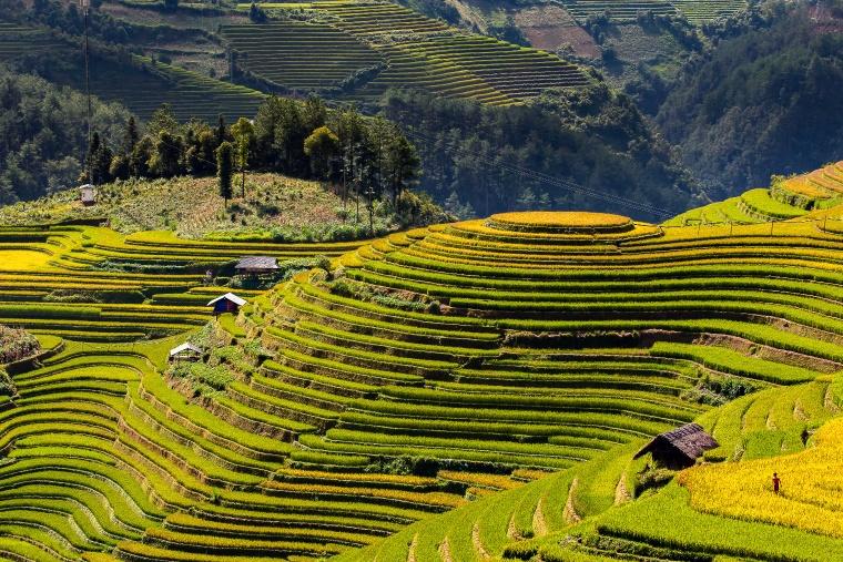 green-rice-fields-terraced-muchangchai-vietnam-rice-fields-prepare-harvest-northwest.jpg