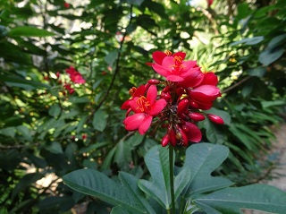 フラマ リゾート ダナン お庭の花
