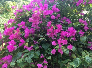 フラマ リゾート ダナン お庭の花